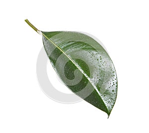 Fresh green leaf of Ficus elastica plant isolated on white