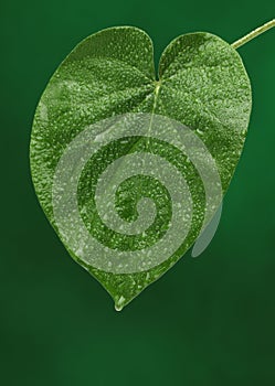 Fresh green leaf on green background
