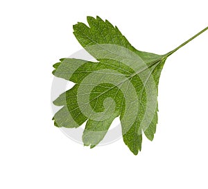 Fresh green leaf of Hawthorn May-tree  isolated on white background