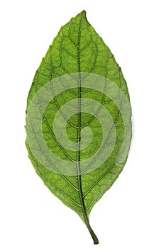 Fresh green leaf isolated
