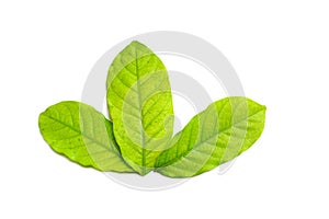 Fresh green leaf isolated closeup