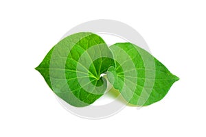 Fresh green leaf isolated closeup