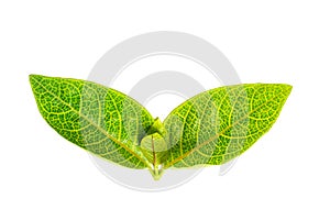 Fresh green leaf isolated closeup