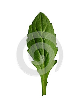 Fresh green leaf, isolated design element, organic flower part, natural plant,
