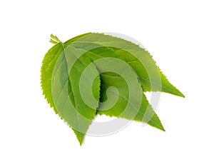 Fresh Green Leaf Isolated, Fruit Leaves, Raw Garden Plant Twig, Decorative Leaf for Product Design