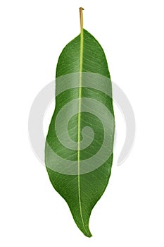 Fresh Green Leaf isolated on white