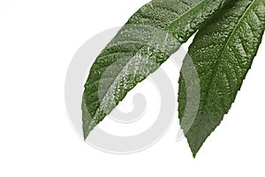 Fresh green leaf isolated on white
