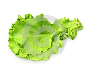 Fresh green leaf lettuce