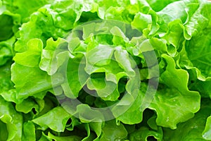 Fresh green leaf lettuce