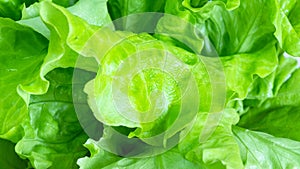 Fresh green leaf lettuce close up