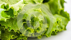 Fresh Green Leaf Lettuce Close-up
