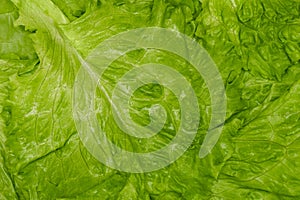 Fresh green leaf lettuce. Closeup of green fresh lettuce, background