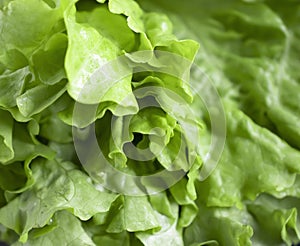 Fresh green leaf lettuce closeup ingredient salad