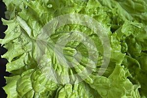 Fresh green leaf lettuce closeup ingredient salad healthy