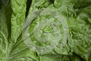 Fresh green leaf lettuce closeup vibrant natural