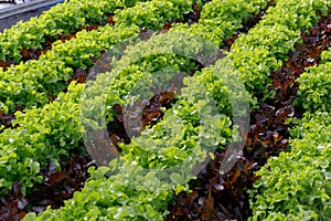 Fresh green leaf lettuce cross with red leaf lettuce i