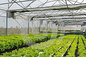 Fresh Green leaf lettuce in farm