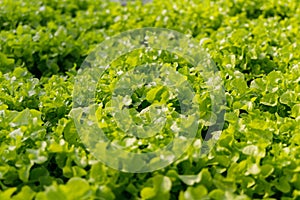 Fresh Green leaf lettuce in farm