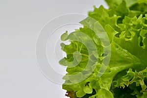 Fresh Green Leaf Lettuce, Salad leaf, vegetarian and healthy food