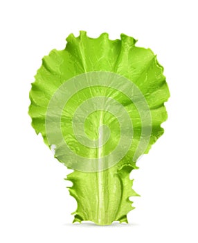 Fresh green leaf lettuce