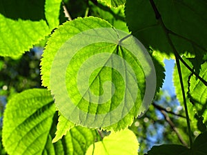 Fresh green leaf