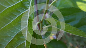 Fresh green leaf on a macro background. Leaf veins with texture and pattern close up