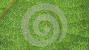 Fresh green leaf on a macro background. Leaf veins with texture and pattern close up