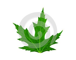 Fresh green leaf of mapple