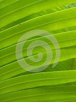 Fresh green leaf pattern, Best green background