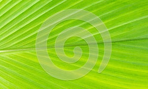 Fresh green leaf pattern, foliage fibers