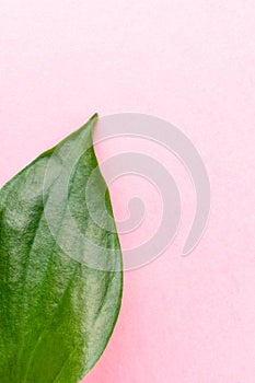 Fresh green leaf of a plant close-up on a pastel pink wall background.