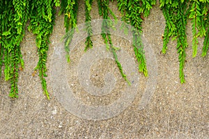 Fresh green leaf plant on grunge wall background.