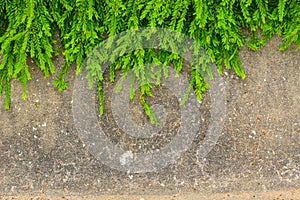 Fresh green leaf plant on grunge wall background.