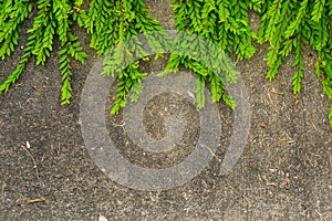 Fresh green leaf plant on grunge wall background.