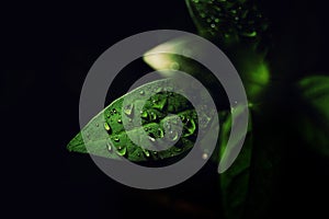 Fresh Green Leaf Plants With Water Drops Close-Up Black Background.