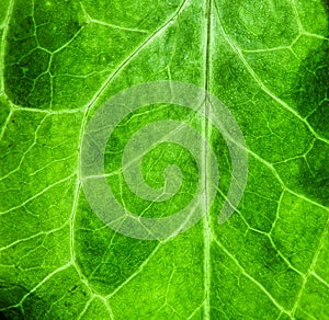 Fresh green leaf rugged surface structure extreme macro closeup photo green biology texture background