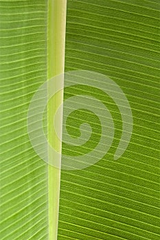 Fresh green leaf structure