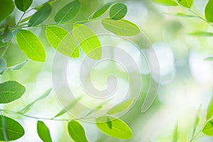 Fresh green leaf in sunlight