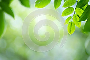 Fresh green leaf in sunny day for nature background