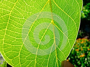 Fresh green leaf texture closeup