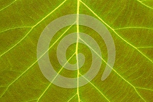 Fresh green leaf texture with visible veins close-up