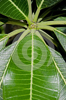Fresh green leaf tree