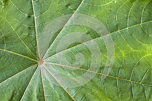 Fresh green leaf with veins close