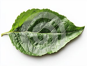 Fresh green leaf with visible