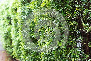 Fresh green leaf wall background