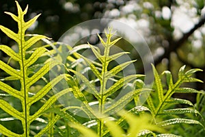 Fresh green leaf of the Wart fern of Hawaii with dew drops under sunlight morning, called monarch fern or musk fern