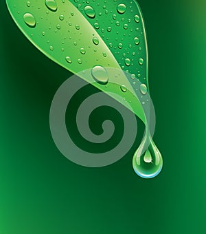 Fresh green leaf with water droplets