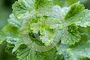 Fresh green leaf with water drops, close up
