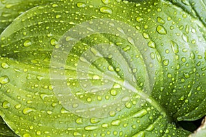 Fresh green leaf with water drops, close up