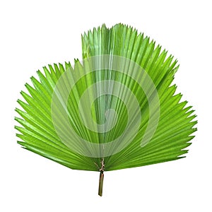 Fresh Green leaf on white background